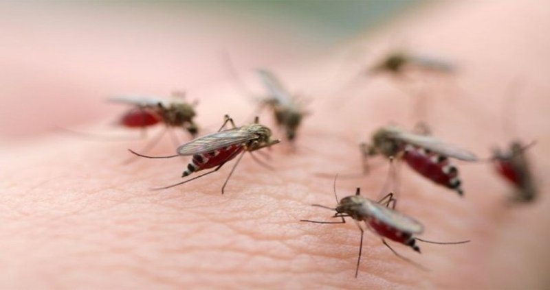 9 loại bệnh nguy hiểm do muỗi mang tới
