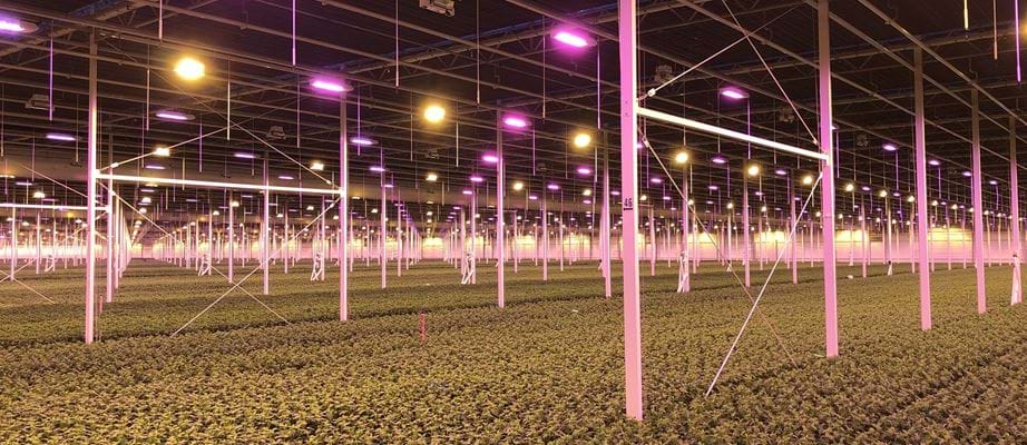 Hệ thống điều khiển ánh sáng Gakon Grow Lighting For Horticulture
