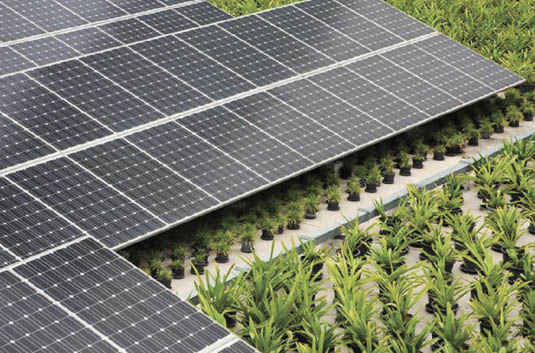 Ứng dụng điện mặt trời kết hợp nông nghiệp tại Việt Nam