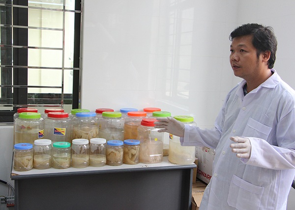 Việt Nam nghiên cứu thành công chiết xuất collagen từ sứa biển