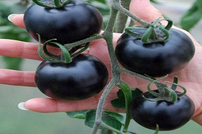Cà chua đen có tác dụng chống ung thư hiệu quả