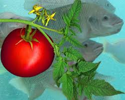 Hệ thống nuôi cá vừa kết hợp trồng cà chua với chi phí thấp